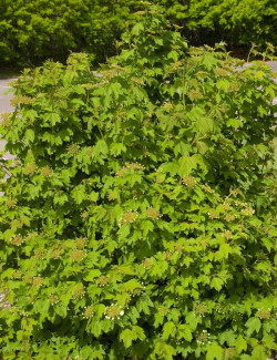 VIBURNUM trilobum WENTWORTH®