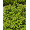 VIBURNUM trilobum WENTWORTH®