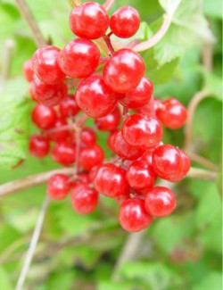 VIBURNUM trilobum WENTWORTH®