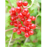 VIBURNUM trilobum WENTWORTH®