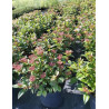 VIBURNUM tinus SPIRIT
