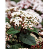 VIBURNUM tinus SPIRIT