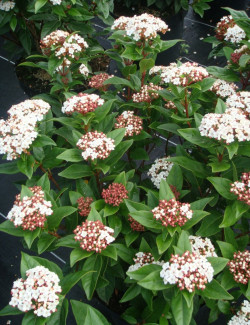 VIBURNUM tinus SPIRIT