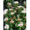VIBURNUM tinus SPIRIT