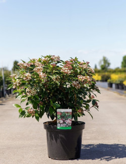 VIBURNUM tinus SPIRIT En pot de 10-12 litres