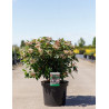 VIBURNUM tinus SPIRIT En pot de 10-12 litres