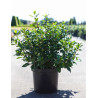 VIBURNUM tinus SPIRIT En pot de 10-12 litres