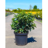 VIBURNUM tinus LISAROSE® En pot de 10-12 litres