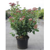 VIBURNUM tinus LISAROSE® En pot de 10-12 litres