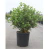 VIBURNUM tinus LISAROSE® En pot de 15-20 litres