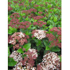VIBURNUM tinus LISAROSE®