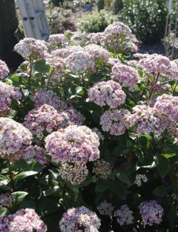 VIBURNUM tinus LISAROSE®