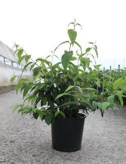 VIBURNUM plicatum tomentosum KILIMANDJARO® En pot de 12-15 litres