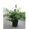 VIBURNUM plicatum tomentosum KILIMANDJARO® En pot de 12-15 litres