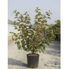VIBURNUM plicatum OPENING DAY® En pot de 10-12 litres