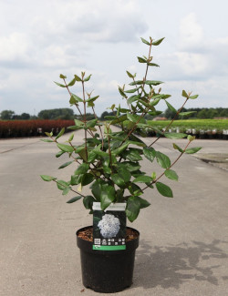 VIBURNUM burkwoodii En pot de 3-4 litres