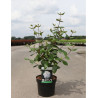 VIBURNUM burkwoodii En pot de 3-4 litres