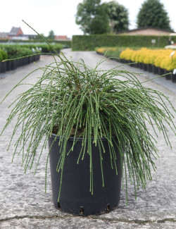 THUJA plicata WHIPCORD En pot de 15-20 litres