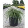 THUJA plicata WHIPCORD En pot de 15-20 litres