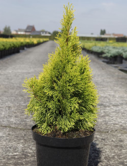 THUJA occidentalis GOLDEN SMARAGD En pot de 7-10 litres