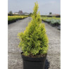 THUJA occidentalis GOLDEN SMARAGD En pot de 7-10 litres