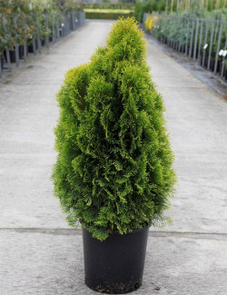 THUJA occidentalis GOLDEN SMARAGD En pot de 12-15 litres