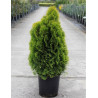 THUJA occidentalis GOLDEN SMARAGD En pot de 12-15 litres