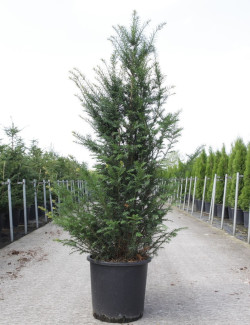 TAXUS baccata En pot de 25-30 litres