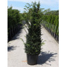 TAXUS baccata En pot de 35-50 litres
