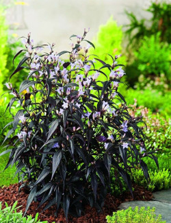 STROBILANTHES anispohyllus BRUNETTHY