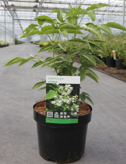 STAPHYLEA colchica En pot de 3-4 litres