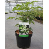 STAPHYLEA colchica En pot de 3-4 litres