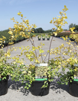SPIRAEA vanhouttei GOLD FOUNTAIN En pot de 3-4 litres