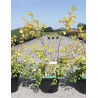 SPIRAEA vanhouttei GOLD FOUNTAIN En pot de 3-4 litres