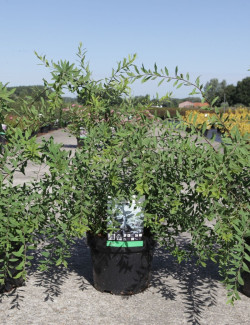 SPIRAEA cinerea GREFSHEIM En pot de 3-4 litres