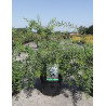 SPIRAEA cinerea GREFSHEIM En pot de 3-4 litres