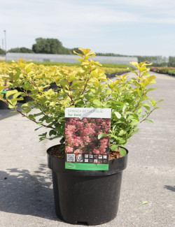 SPIRAEA betulifolia TOR GOLD En pot de 3-4 litres
