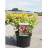 SPIRAEA betulifolia TOR GOLD En pot de 3-4 litres