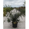 SOPHORA SUN KING En pot de 10-12 litres