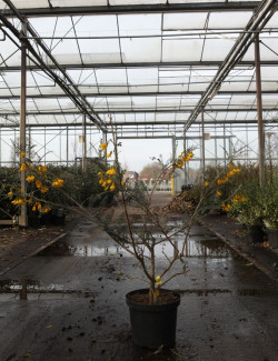 SOPHORA SUN KING En pot de 10-12 litres