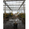 SOPHORA SUN KING En pot de 10-12 litres