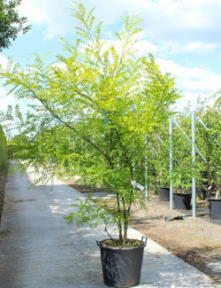 SOPHORA japonica En pot de 70-90 litres