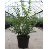 SARCOCOCCA confusa En pot de 10-12 litres