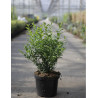 SARCOCOCCA confusa En pot de 7-10 litres