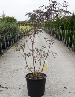 SAMBUCUS nigra BLACK LACE En pot de 30-35 litres