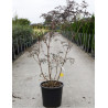 SAMBUCUS nigra BLACK LACE En pot de 30-35 litres