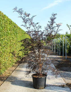 SAMBUCUS nigra BLACK LACE En pot de 90-110 litres
