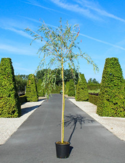 SALIX sepulcralis TRISTIS En pot de 25-30 litres forme tige hauteur du tronc 180-200 cm