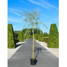 SALIX sepulcralis TRISTIS En pot de 25-30 litres forme tige hauteur du tronc 180-200 cm