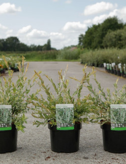SALIX integra HAKURO-NISHIKI En pot de 4-5 litres